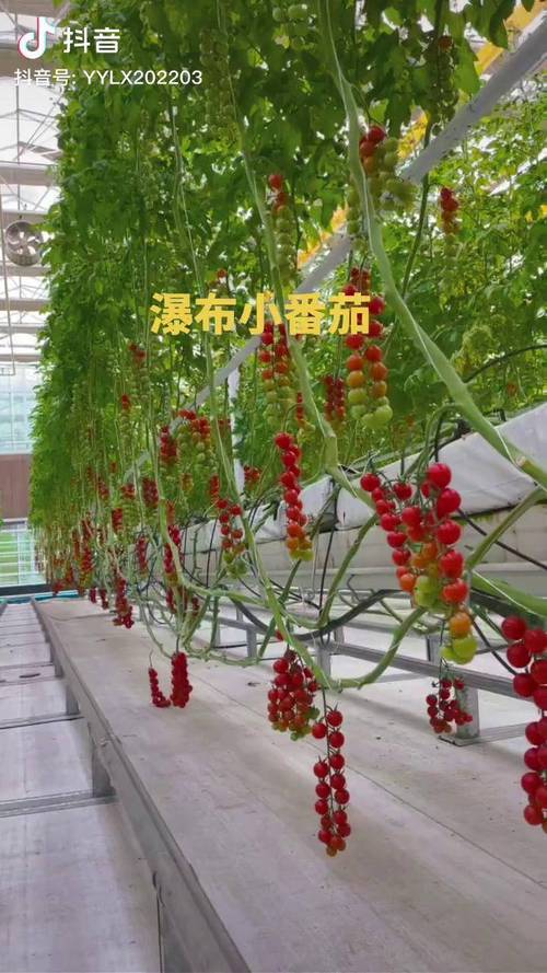 瀑布番茄种植方法全过程_番茄瀑布怎么种植视频教程 瀑布番茄种植方法全过程_番茄瀑布怎么种植视频教程 种植技巧