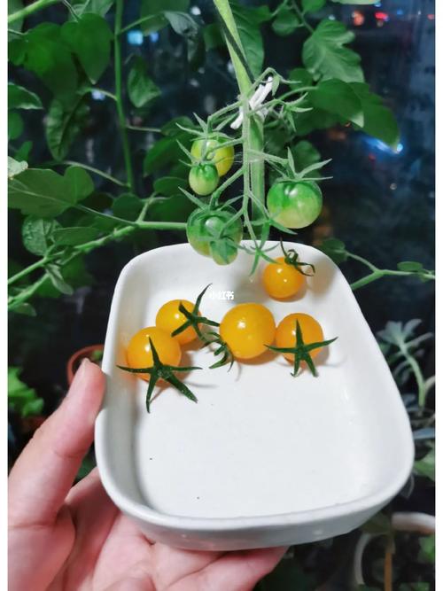番茄蛋花汤做法视频王刚_小番茄怎么种植花盆视频教程 番茄蛋花汤做法视频王刚_小番茄怎么种植花盆视频教程 番茄种植技巧