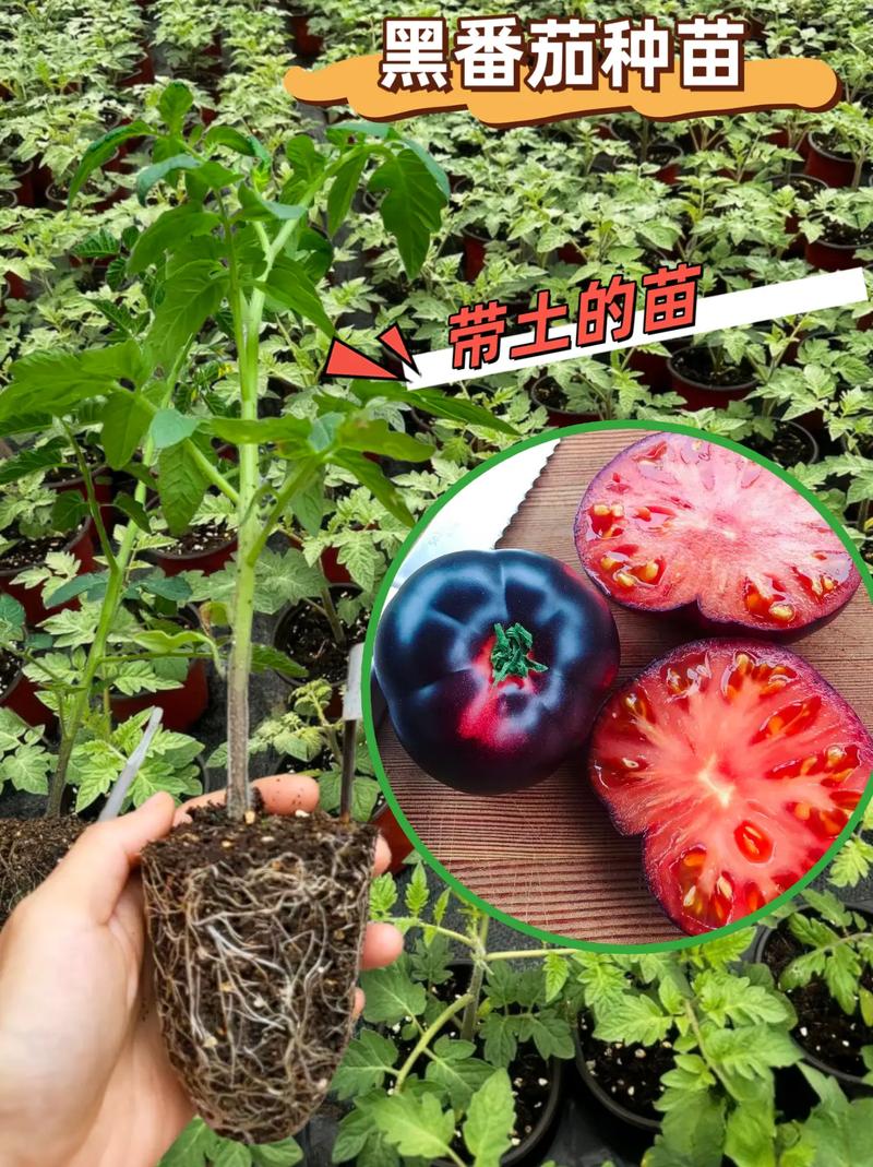 西红柿黑钻石种子怎么种植_优质黑番茄种子怎么种植的 西红柿黑钻石种子怎么种植_优质黑番茄种子怎么种植的 土壤施肥