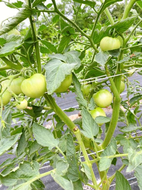小院如何种菜_冬天怎么种植番茄 小院如何种菜_冬天怎么种植番茄 植物种类