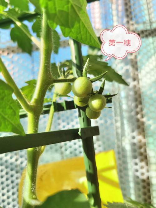 栽西红柿秧子最好间隔多远_怎么种植番茄秧子视频 栽西红柿秧子最好间隔多远_怎么种植番茄秧子视频 番茄病虫害防治