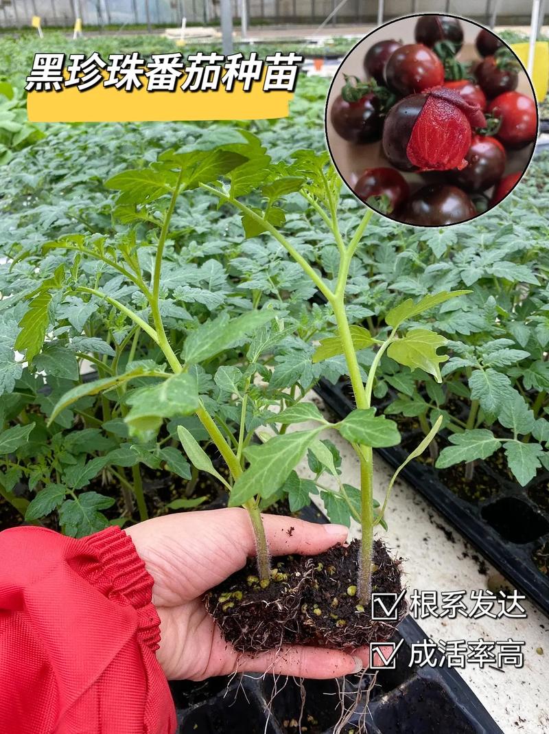 黑珍珠番茄盆栽种植方法_黑珍珠番茄家种怎么种植视频 黑珍珠番茄盆栽种植方法_黑珍珠番茄家种怎么种植视频 种植技巧