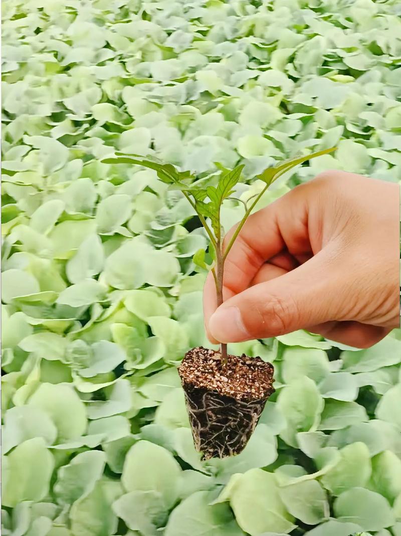 辣椒番茄苗露天什么时候栽种_茄子辣椒番茄怎么种植视频 辣椒番茄苗露天什么时候栽种_茄子辣椒番茄怎么种植视频 土壤施肥