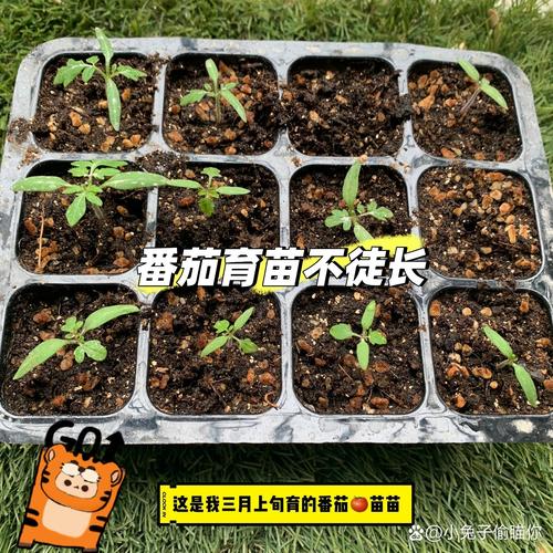 如何防止番茄苗出现徒长_番茄怎么种植果子不烂呢 如何防止番茄苗出现徒长_番茄怎么种植果子不烂呢 花朵知识
