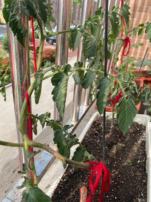 求助：孩子死活不吃西红柿怎么办_不吃的小番茄怎么种植视频 求助：孩子死活不吃西红柿怎么办_不吃的小番茄怎么种植视频 花朵知识