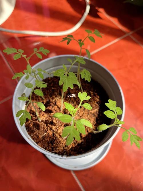太空番茄怎么种_太空番茄是怎么种植的呢 太空番茄怎么种_太空番茄是怎么种植的呢 花朵知识