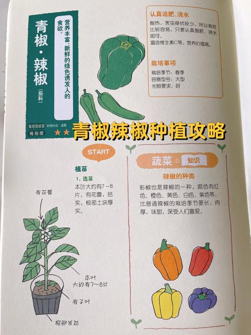 反季节蔬菜的种植需要注意什么特别是怎么种植辣椒_特殊蔬菜种植技巧和方法 反季节蔬菜的种植需要注意什么特别是怎么种植辣椒_特殊蔬菜种植技巧和方法 花朵知识
