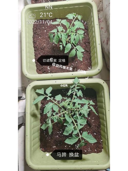 定植后的西红柿出现花蕾时用浇水吗_番茄种植后花蕾怎么处理好 定植后的西红柿出现花蕾时用浇水吗_番茄种植后花蕾怎么处理好 种植技巧