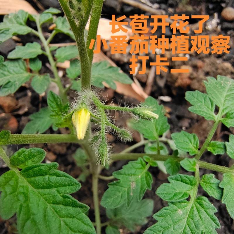 小番茄秧怎么结果_种植小番茄怎么结果快 小番茄秧怎么结果_种植小番茄怎么结果快 土壤施肥