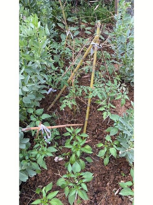 种植西红柿全程可以用沤肥吗_黑番茄怎么种植视频教学全集 种植西红柿全程可以用沤肥吗_黑番茄怎么种植视频教学全集 番茄种植技巧