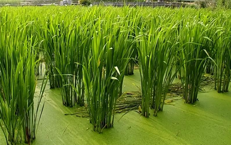 绍兴11月份可以种什么菜_茭白怎么种植番茄玉米苗视频 绍兴11月份可以种什么菜_茭白怎么种植番茄玉米苗视频 花朵知识