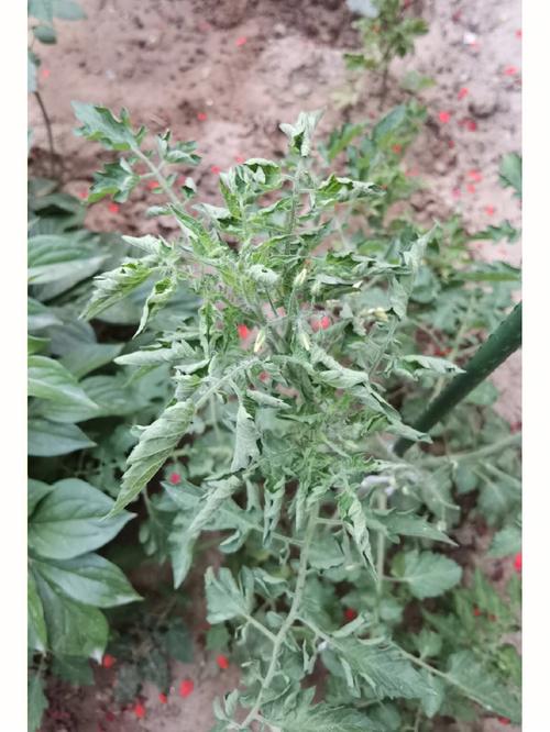 西红柿卷叶怎么办露地_番茄卷叶怎么种植视频 西红柿卷叶怎么办露地_番茄卷叶怎么种植视频 植物种类