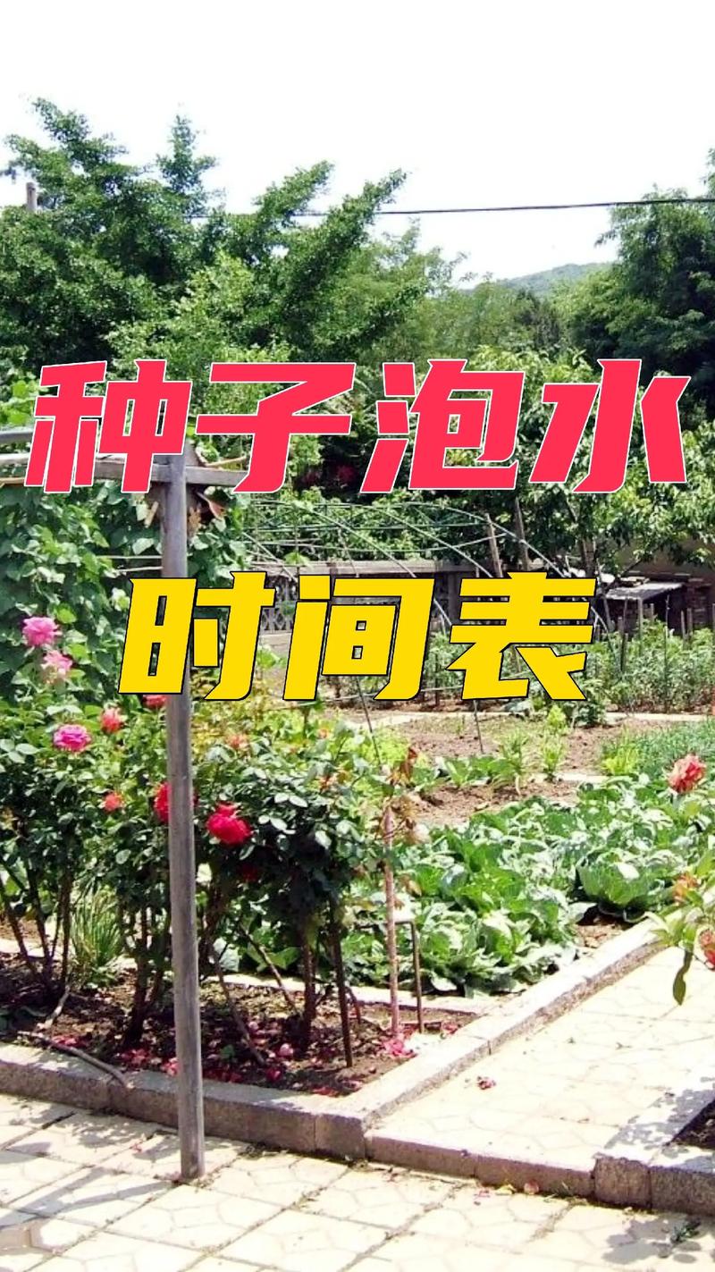 菜籽种之前用水泡一下吗_蔬菜种子种植小技巧视频 菜籽种之前用水泡一下吗_蔬菜种子种植小技巧视频 农业常识