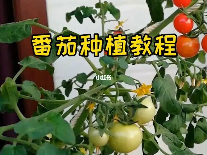 番茄视频怎么全屏_怎么种植大型番茄视频教程 番茄视频怎么全屏_怎么种植大型番茄视频教程 植物种类