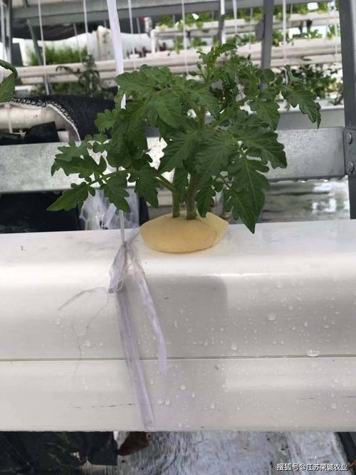 像素时代番茄怎么种_枫叶水培番茄怎么种植视频 像素时代番茄怎么种_枫叶水培番茄怎么种植视频 植物种类