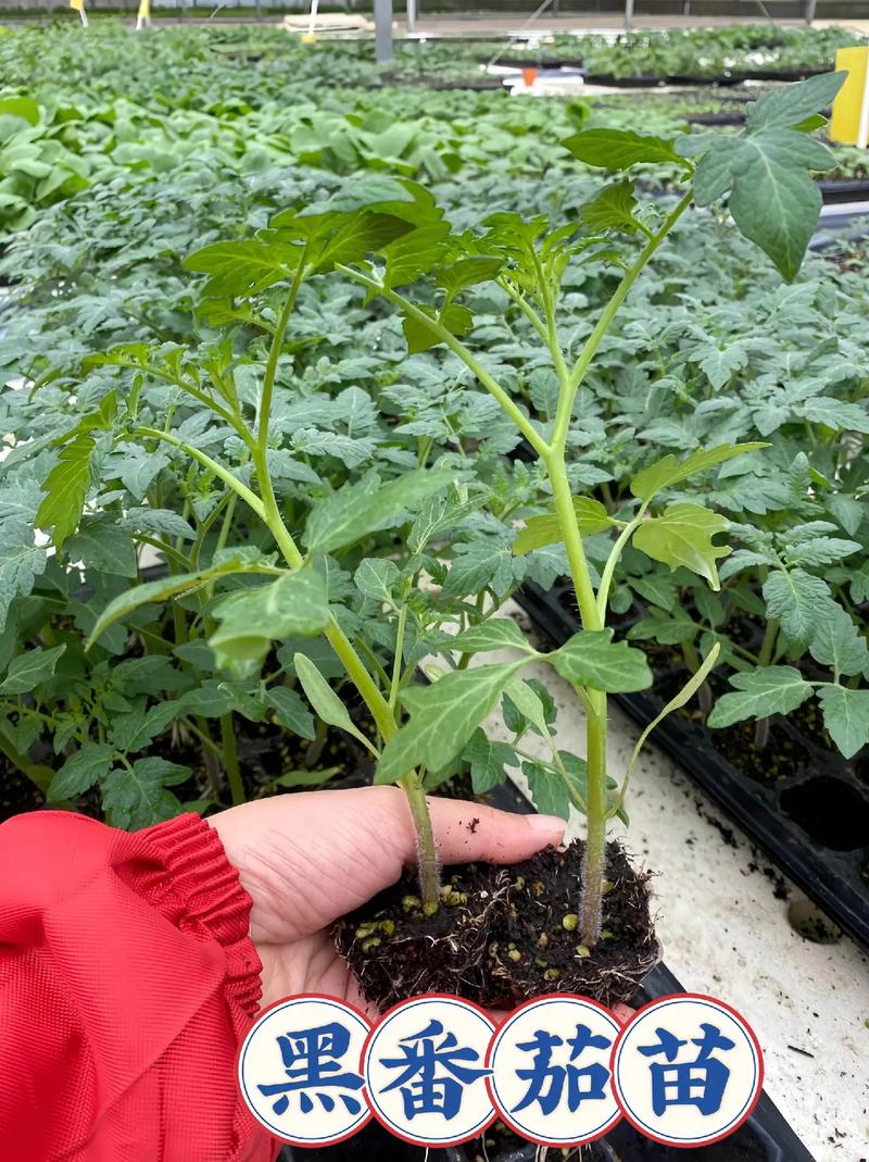 西红柿苗怎么管理_家庭种植番茄苗怎么养养护 西红柿苗怎么管理_家庭种植番茄苗怎么养养护 农业常识