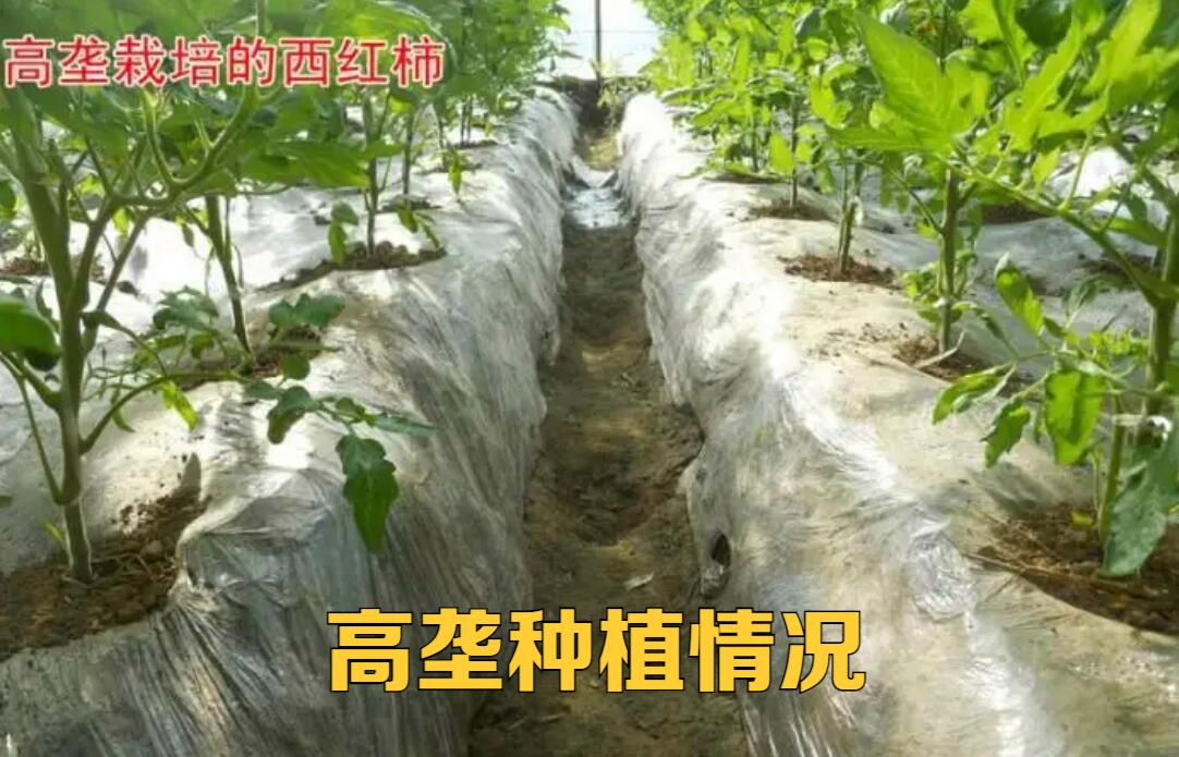 番茄苗高垄栽培有哪些优势，如何起垄_番茄怎么起垄种植视频 番茄苗高垄栽培有哪些优势，如何起垄_番茄怎么起垄种植视频 植物种类