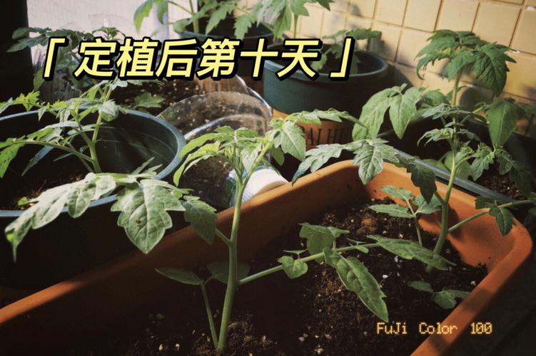 露天西红柿怎样浇水_露天种植番茄怎么施肥最好 植物种类 露天西红柿怎样浇水_露天种植番茄怎么施肥最好 露天西红柿怎样浇水_露天种植番茄怎么施肥最好 植物种类