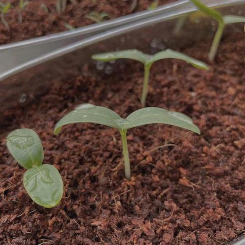西红柿种子需要泡了在种吗_小番茄黄瓜种子怎么种植视频 西红柿种子需要泡了在种吗_小番茄黄瓜种子怎么种植视频 土壤施肥