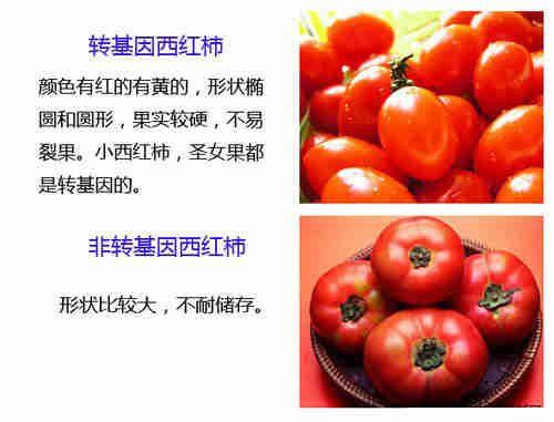 西红柿不坏是转基因吗_番茄怎么种植不坏果子呢视频 西红柿不坏是转基因吗_番茄怎么种植不坏果子呢视频 植物种类