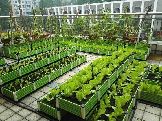 楼顶种菜怎么砌菜园？砌菜园需要注意什么_种植番茄怎么搭棚子视频 楼顶种菜怎么砌菜园？砌菜园需要注意什么_种植番茄怎么搭棚子视频 农业常识