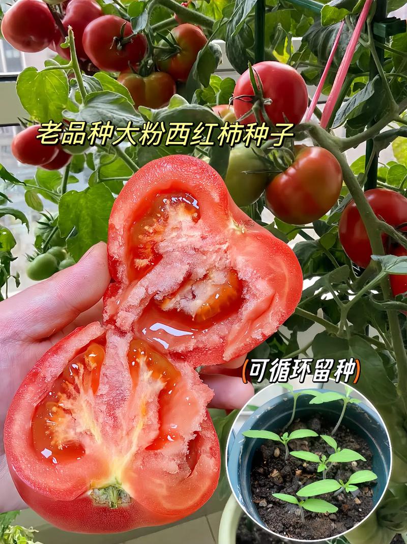 粉红西红柿种植技术_粉果番茄什么品种好 粉红西红柿种植技术_粉果番茄什么品种好 种植技巧