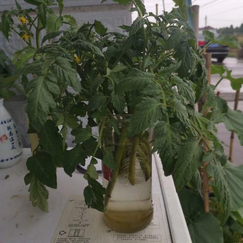 水培西红柿多久结果_种植番茄水培怎么养殖好呢 水培西红柿多久结果_种植番茄水培怎么养殖好呢 土壤施肥