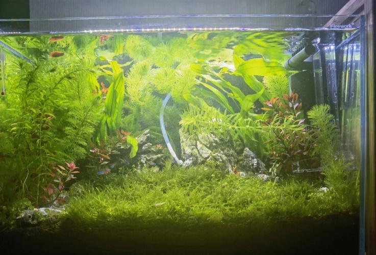 夏天到了，问题来了，鱼缸房间用什么灭蚊_鱼缸种植小番茄怎么种植的 夏天到了，问题来了，鱼缸房间用什么灭蚊_鱼缸种植小番茄怎么种植的 农业常识