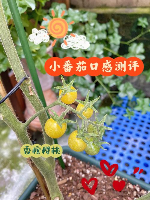 搭配何种美食更显香槟魅力_香槟樱桃番茄怎么种植的 搭配何种美食更显香槟魅力_香槟樱桃番茄怎么种植的 农业常识