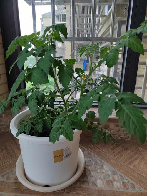 茶叶有没有什么好的储存方法_铁罐番茄怎么种植的视频教程 茶叶有没有什么好的储存方法_铁罐番茄怎么种植的视频教程 农业常识