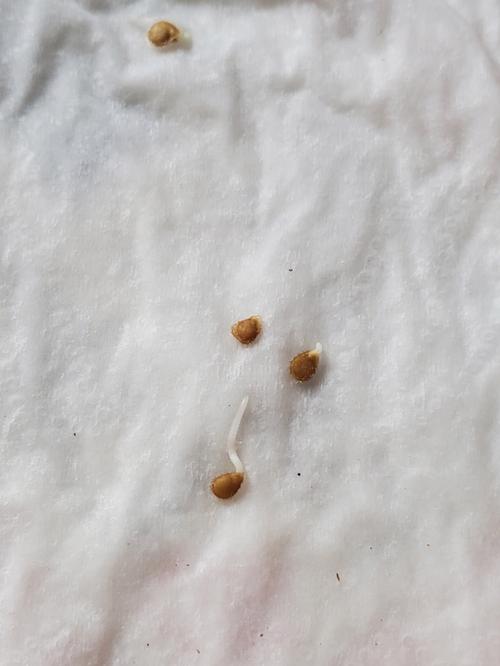 番茄种子的种植方法_细长番茄种子怎么种植视频 番茄种子的种植方法_细长番茄种子怎么种植视频 番茄种植技巧