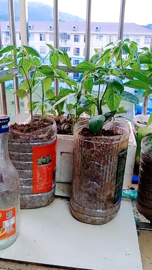 油桶种黄瓜方法有几种_用油桶怎么种植番茄苗子呢 油桶种黄瓜方法有几种_用油桶怎么种植番茄苗子呢 农业常识
