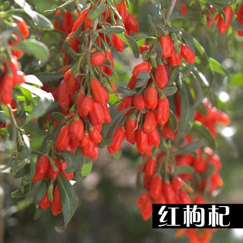 枸杞能嫁接其他植物吗_枸杞怎么种植小番茄种子图片 枸杞能嫁接其他植物吗_枸杞怎么种植小番茄种子图片 农业常识