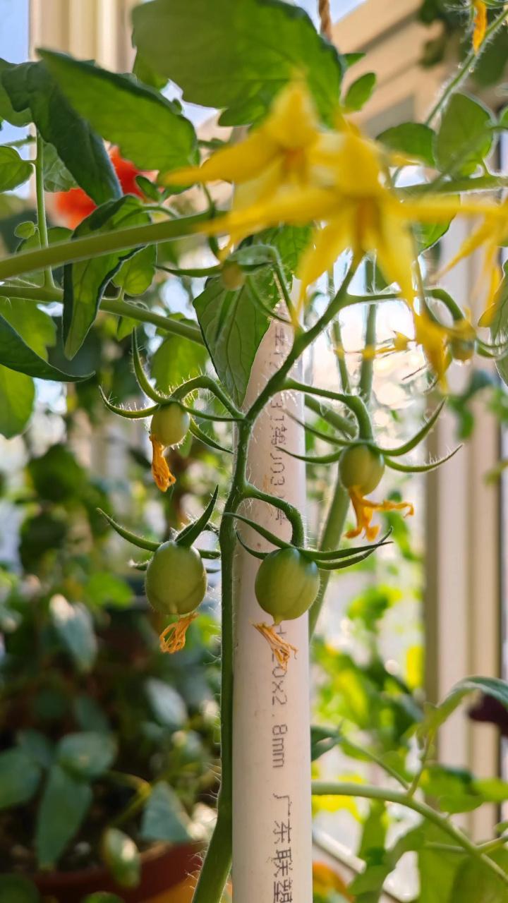 豆角黄瓜西红柿能挨着种吗_阳台种番茄土豆怎么种植视频 豆角黄瓜西红柿能挨着种吗_阳台种番茄土豆怎么种植视频 植物种类