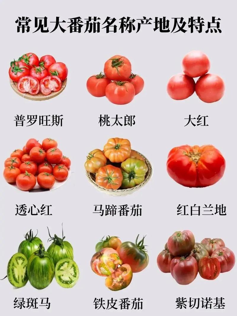 西红柿最好的四大品种_怎么种植番茄品种推荐一下 西红柿最好的四大品种_怎么种植番茄品种推荐一下 植物种类