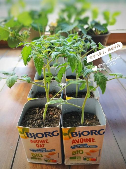 番茄怎么种植用种子_小番茄怎么种植种子的视频 番茄怎么种植用种子_小番茄怎么种植种子的视频 种植技巧