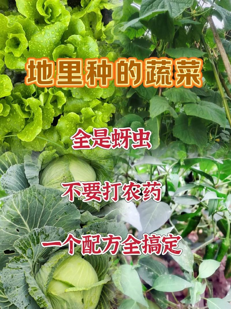 蔬菜防虫方法_蔬菜种植防病虫害技巧视频 蔬菜防虫方法_蔬菜种植防病虫害技巧视频 番茄种植技巧