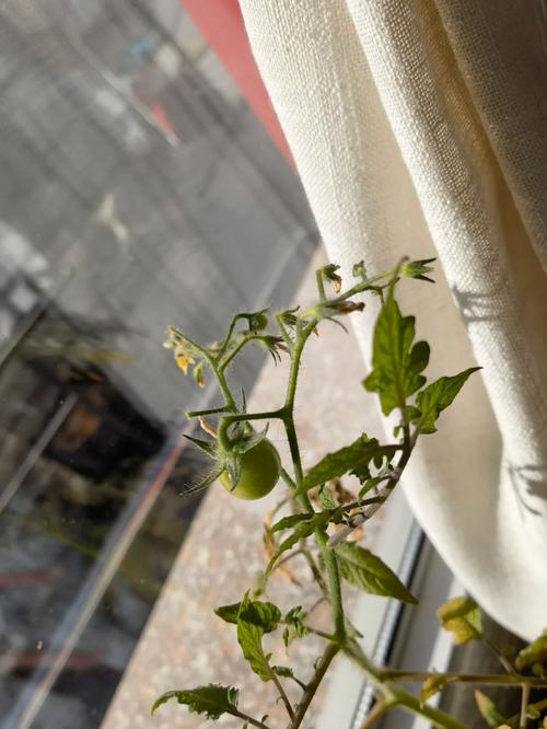 如何水培樱桃番茄，从种子开始，答案要具体一些_水培番茄农场怎么种植的 如何水培樱桃番茄，从种子开始，答案要具体一些_水培番茄农场怎么种植的 番茄种植技巧