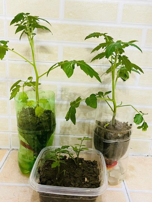 番茄小说怎么弄成视频版_小番茄怎么种植视频教程 番茄小说怎么弄成视频版_小番茄怎么种植视频教程 种植技巧