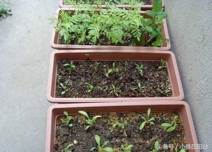 蔬菜种植搭配技巧_蔬菜种植的方法和技巧视频 蔬菜种植搭配技巧_蔬菜种植的方法和技巧视频 花朵知识