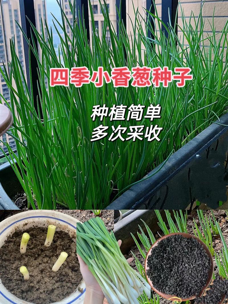最近新出的综艺，你最喜欢看哪个_四季蔬菜种植小技巧视频教程 最近新出的综艺，你最喜欢看哪个_四季蔬菜种植小技巧视频教程 花朵知识