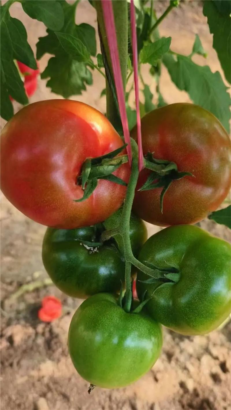 草莓西红柿是转基因吗_江苏草莓番茄苗怎么种植的 草莓西红柿是转基因吗_江苏草莓番茄苗怎么种植的 农业常识