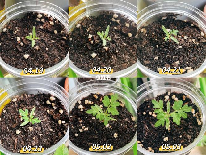 小番茄生长观察杯怎么做_番茄杯苗怎么种植方法视频 小番茄生长观察杯怎么做_番茄杯苗怎么种植方法视频 植物种类