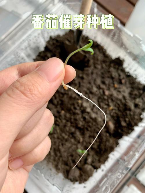 铁皮西红柿种子催芽法_铁皮番茄怎么种植的视频 铁皮西红柿种子催芽法_铁皮番茄怎么种植的视频 番茄病虫害防治