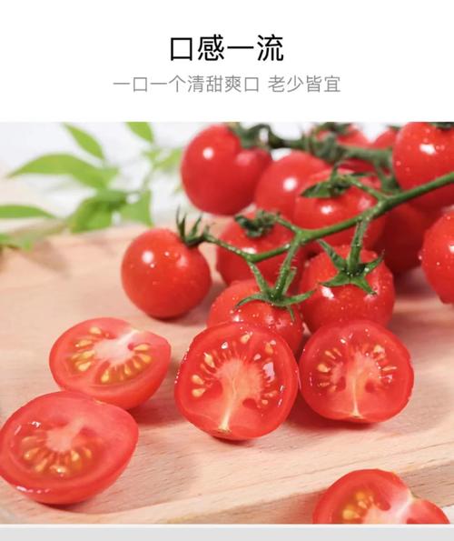 番茄畅听推广视频怎么做_小番茄怎么种植催芽视频教程 番茄畅听推广视频怎么做_小番茄怎么种植催芽视频教程 花朵知识