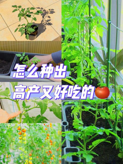 西红柿要想种得好,首先要选对品种,如何选择适宜的西红柿品种_怎么选择番茄苗种植方法 农业常识 西红柿要想种得好,首先要选对品种,如何选择适宜的西红柿品种_怎么选择番茄苗种植方法 西红柿要想种得好,首先要选对品种,如何选择适宜的西红柿品种_怎么选择番茄苗种植方法 农业常识