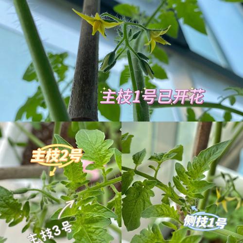 番茄开花后，去顶并修剪完侧芽后，如何再次开花_番茄开花后怎么种植视频 番茄开花后，去顶并修剪完侧芽后，如何再次开花_番茄开花后怎么种植视频 植物种类