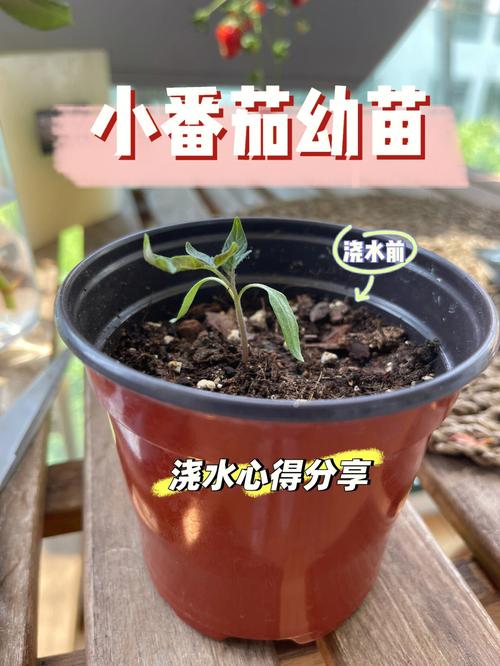 西红柿浇水用滴灌好还是喷灌好_番茄种植怎么灌溉好呢 西红柿浇水用滴灌好还是喷灌好_番茄种植怎么灌溉好呢 花朵知识