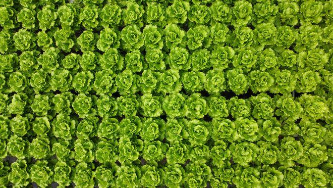 家里有哪些摄影题材可以拍_蔬菜种植实用技巧视频教程 土壤施肥 家里有哪些摄影题材可以拍_蔬菜种植实用技巧视频教程 家里有哪些摄影题材可以拍_蔬菜种植实用技巧视频教程 土壤施肥