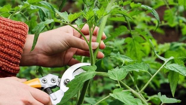西红柿种植怎么修剪_种植番茄怎么剪枝视频 番茄种植技巧 西红柿种植怎么修剪_种植番茄怎么剪枝视频 西红柿种植怎么修剪_种植番茄怎么剪枝视频 番茄种植技巧